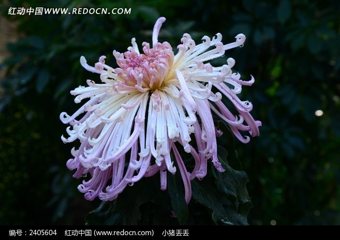  ��������ľջ�ͼƬ