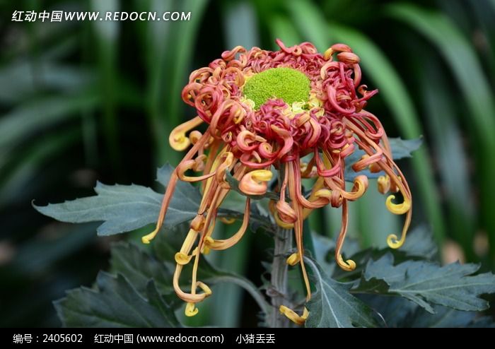 ��˪ͦ�����񻨾�ͼƬ