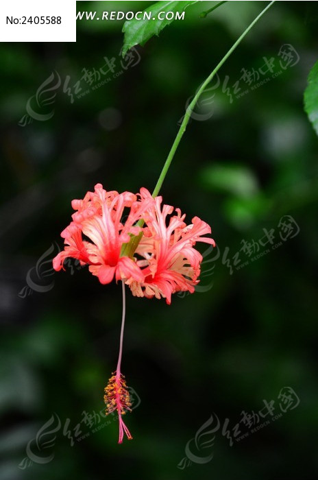 ���޵��Ʒ�ɣͼƬ