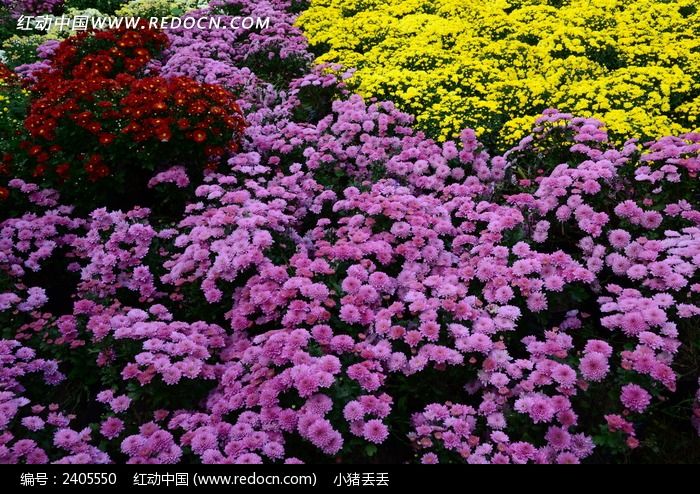 ʢ�����������ʻ���ͼƬ