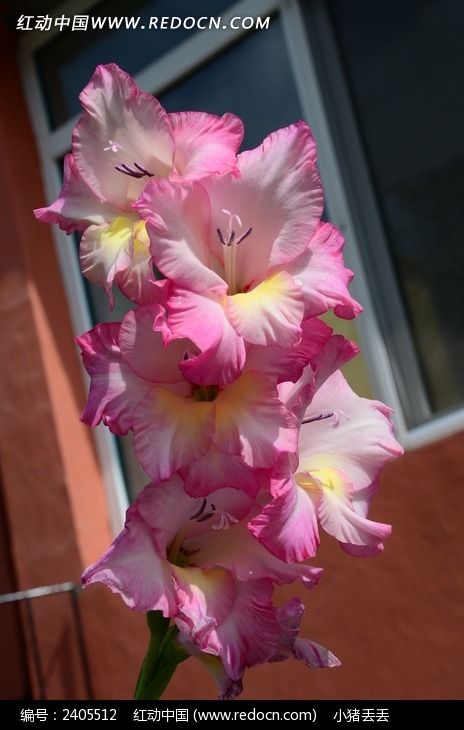 ���޵ķ�ɫ����ͼƬ