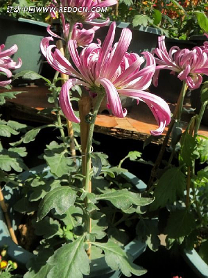 �����µĺ�ɫ�ջ�