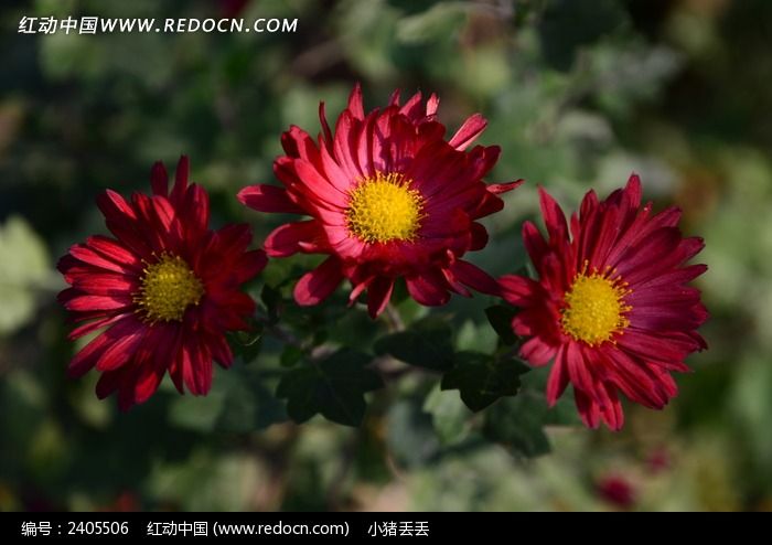 �ٻ���������Ŀ��ͼƬ