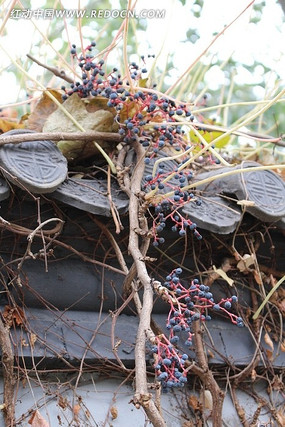 ��ɽ���Ĺ�