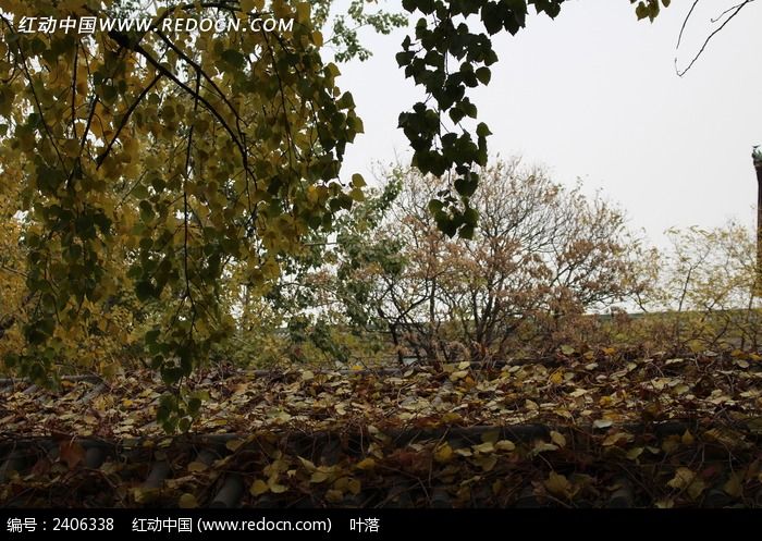 �������Ҷɢ������ǽש��ͼƬ