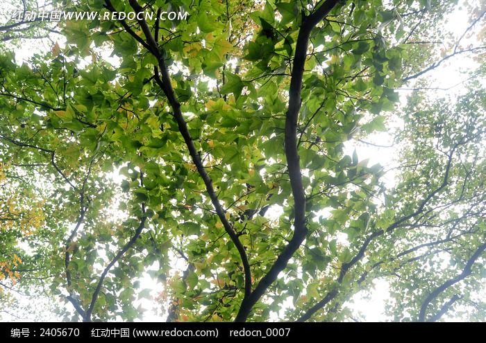 ������ҶͼƬ