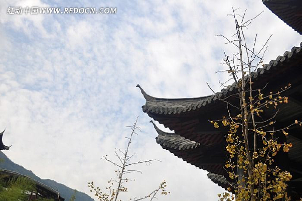 ����Ҷ�Ž���