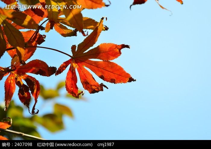 �����µķ�ҶͼƬ