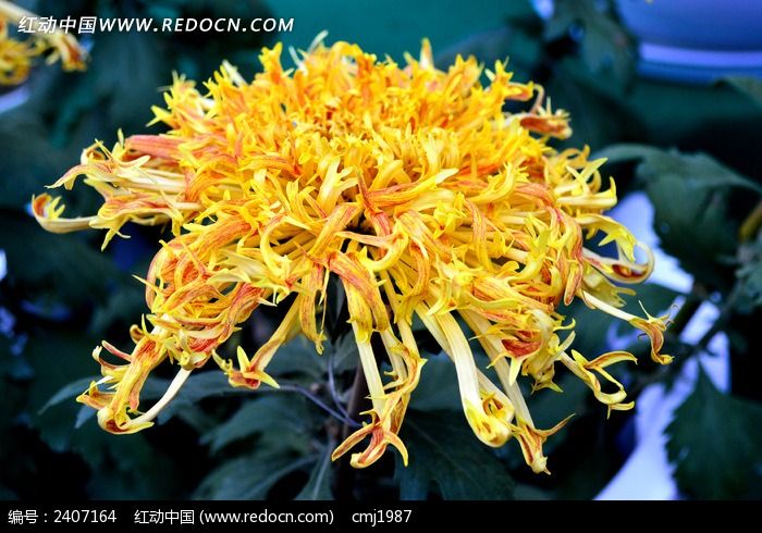 ������ѪצͼƬ