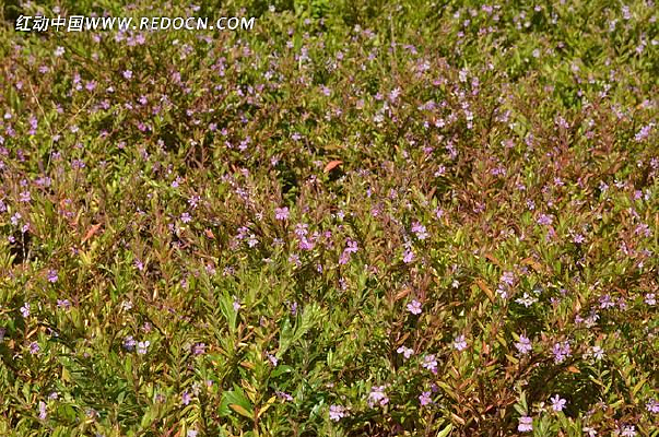 ������ɫ��С��