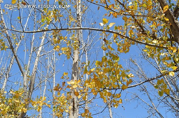 �����ˬ����ֲ��