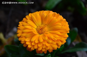 ��ɫԲ�ξջ�