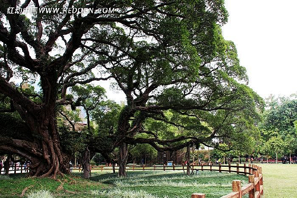 ����ɭ�ֹ�԰ǧ�����