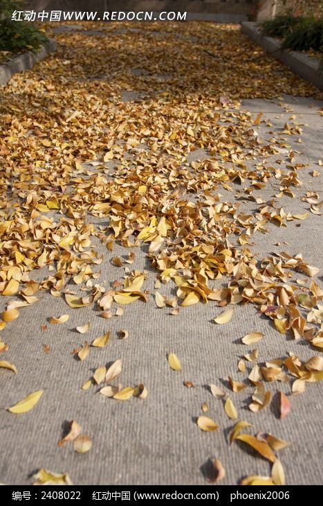 ���ؽ��ɫ����ҶͼƬ