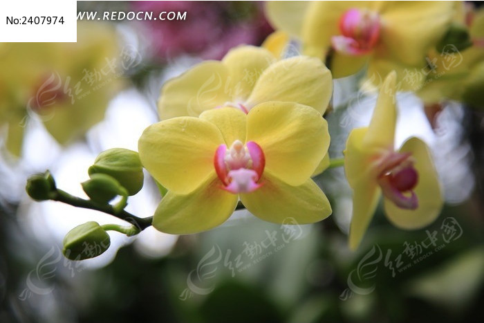 ��ɫ���ȴ����ֻ�ͼƬ