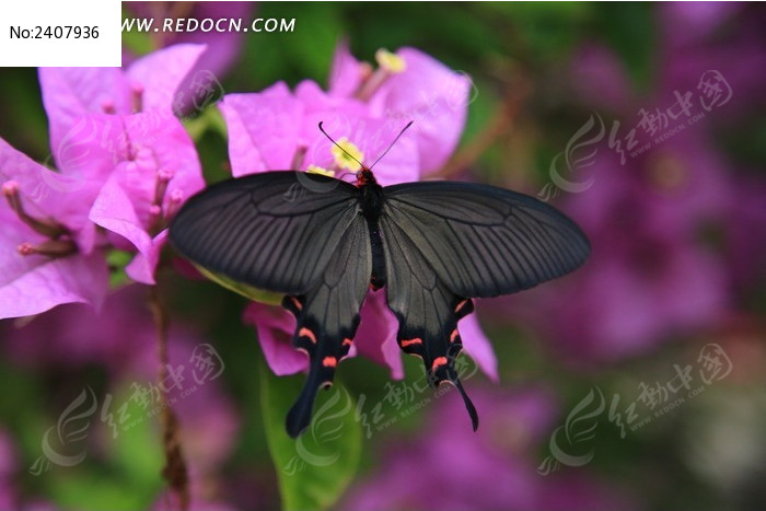 ͣפ��Ϣ�ĵĺ���ͼƬ