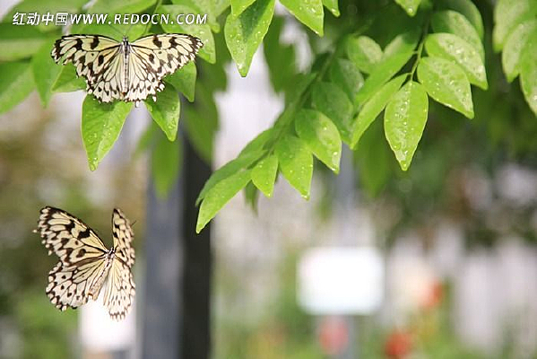 ��ֻ��������