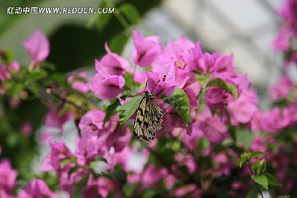 ͣ����ɫ���ϵĺ���