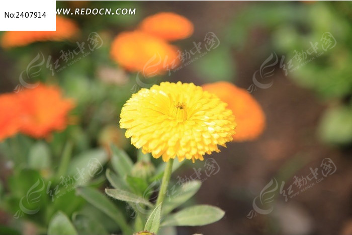 ��ɫ��ǧ�㻨ͼƬ