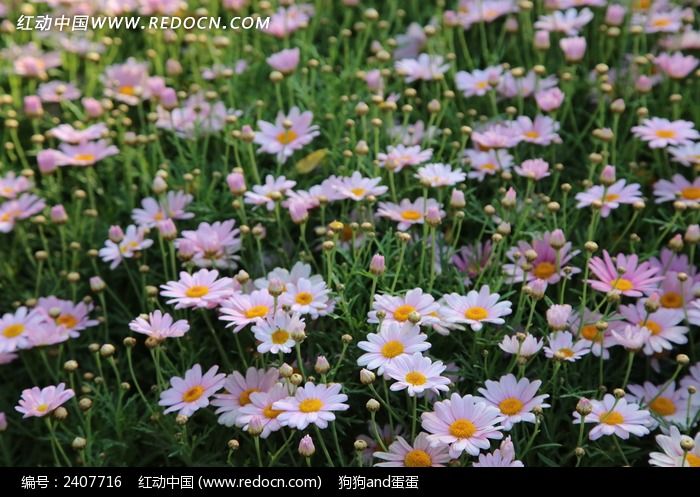 ·��ʢ���Ļ�ͼƬ