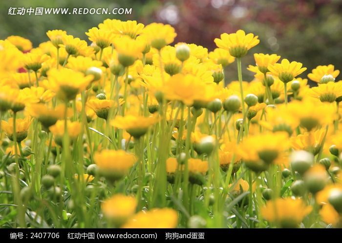 黄色的花丛图片