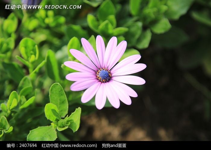 ��ɫ��С����ͼƬ