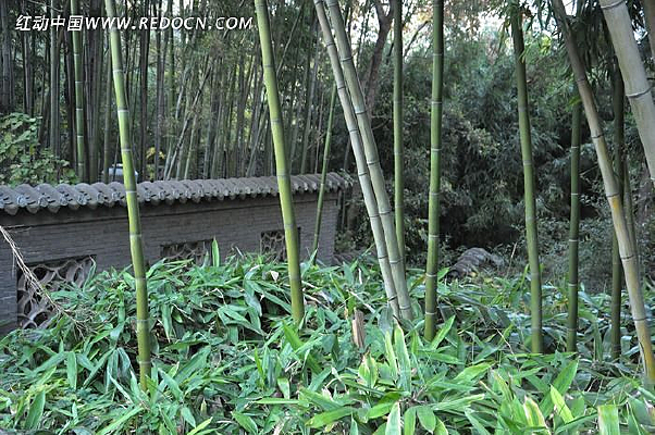 ����ɽ����