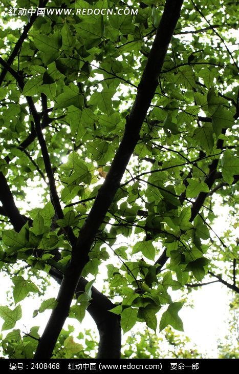 ����ɽ�ŵ����ͼƬ