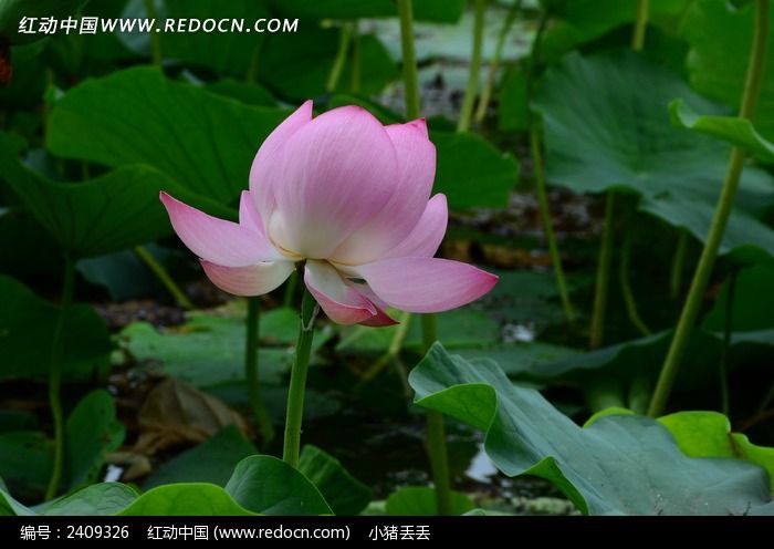 �����ƽ��ķ�ɫ�ɻ�ͼƬ