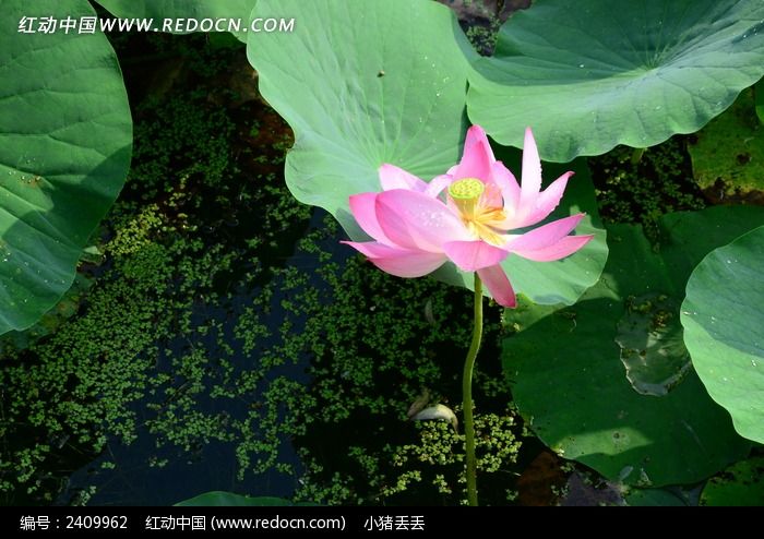 ������Ŀ�ĺɻ�ͼƬ