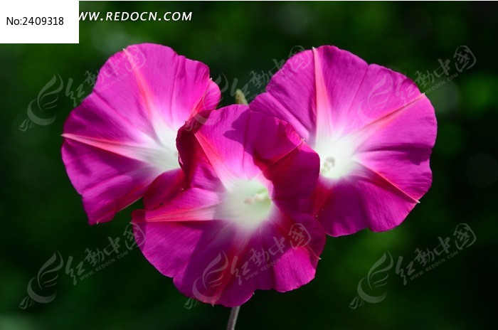 �������޵ķ�ɫǣţ��ͼƬ