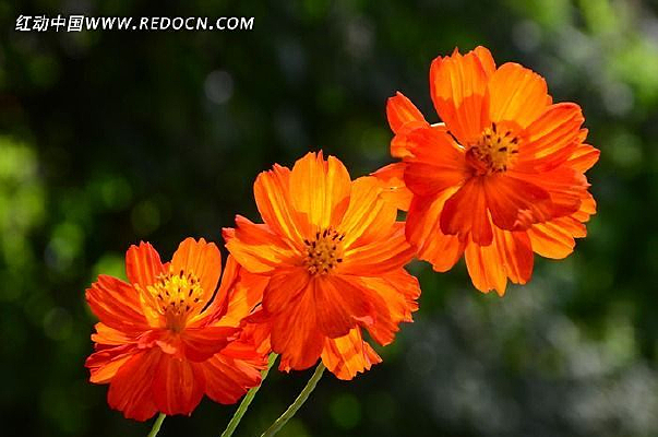 ���涷�޳���