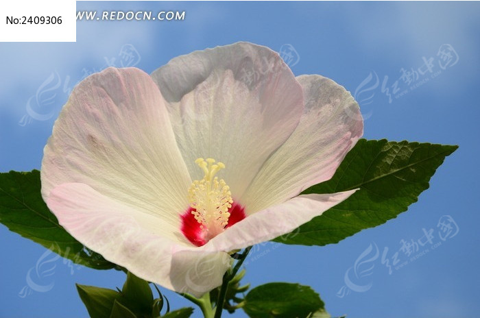 ������ʢ���������ͼƬ