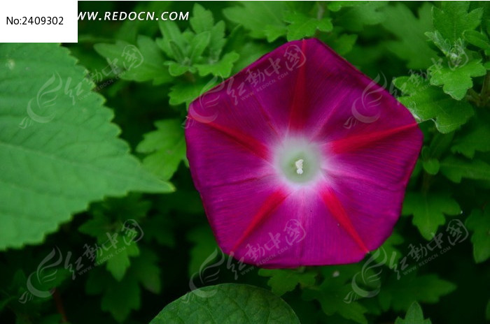 ����ʢ����ǣţ��ͼƬ