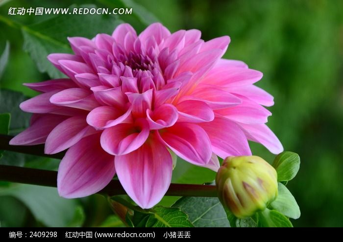 Ѥ���ķ�ɫ������ͼƬ