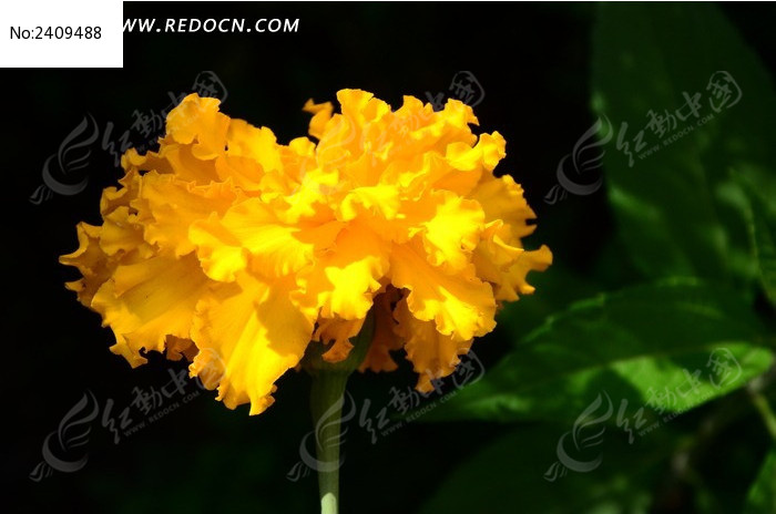 ���޵Ļ�ɫ��ȸ��ͼƬ