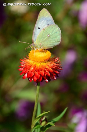 当前位置: 原创摄影图 动物植物 花卉花草 麦杆菊上的黄色蝴蝶