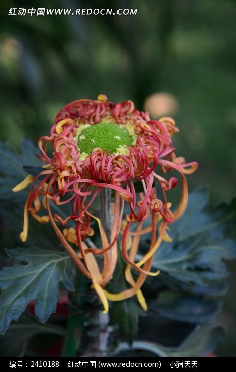 ���ʽ��۵ľջ�ͼƬ