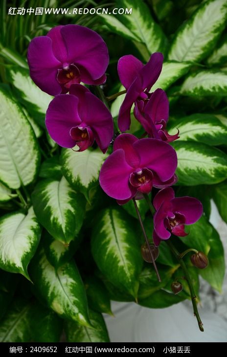 �����ƽ��ĺ�����ͼƬ