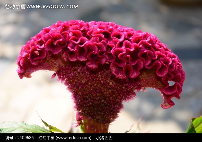 ���޵ĺ�ɫ���ڻ�ͼƬ