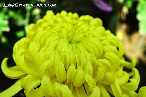 ����ɫ�ջ�