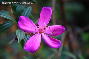 ��ɫ����Ҷ��