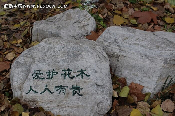 ������ľ