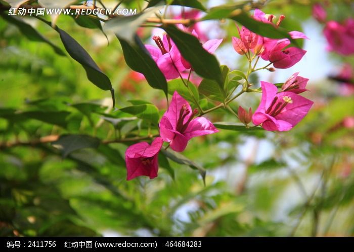 õ��ɫ������÷ͼƬ