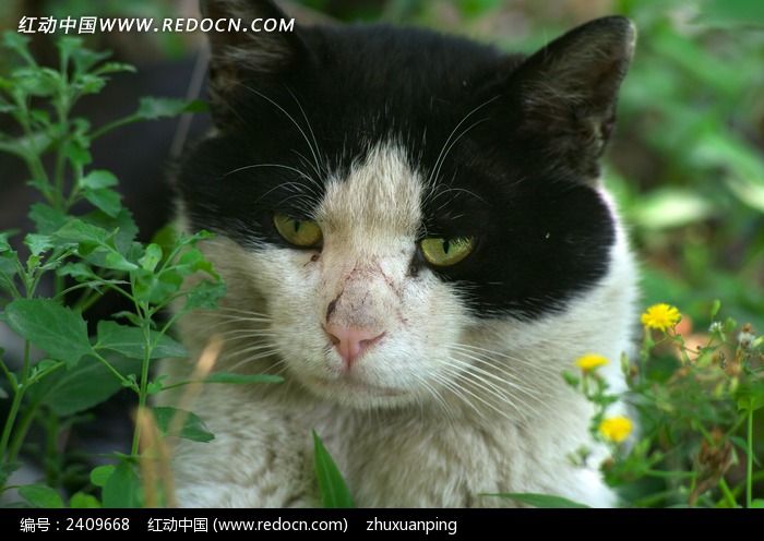 ����è��дͼƬ