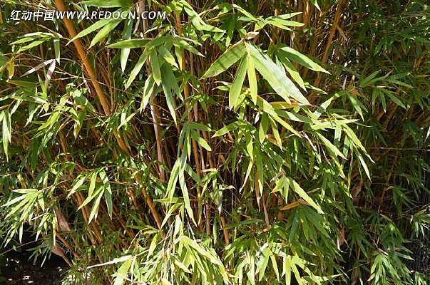 �����µ�����Ҷ