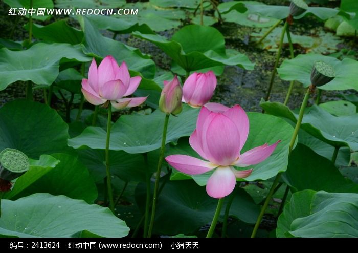 ���࿪�ŵĺɻ�ͼƬ