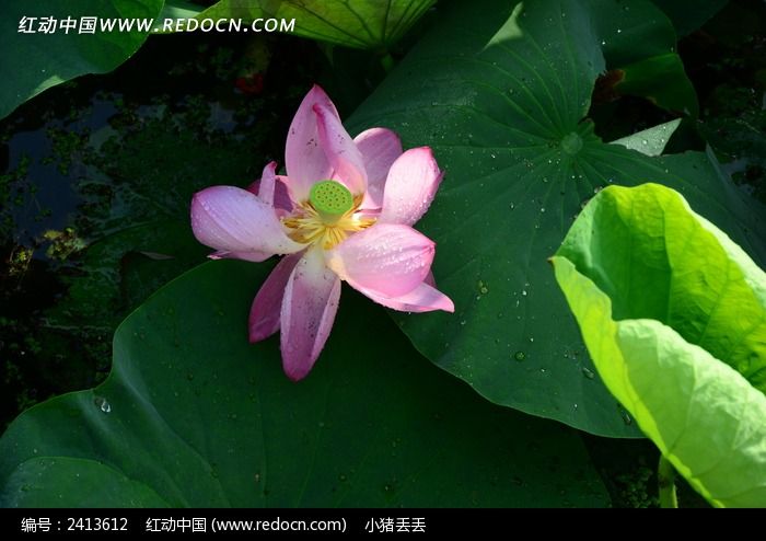 �������µķ�ɫ�ɻ�ͼƬ