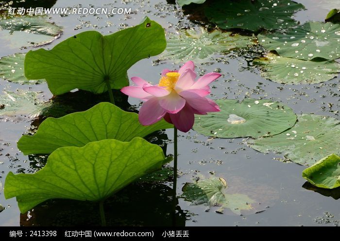 ������ʢ���ĺɻ�ͼƬ