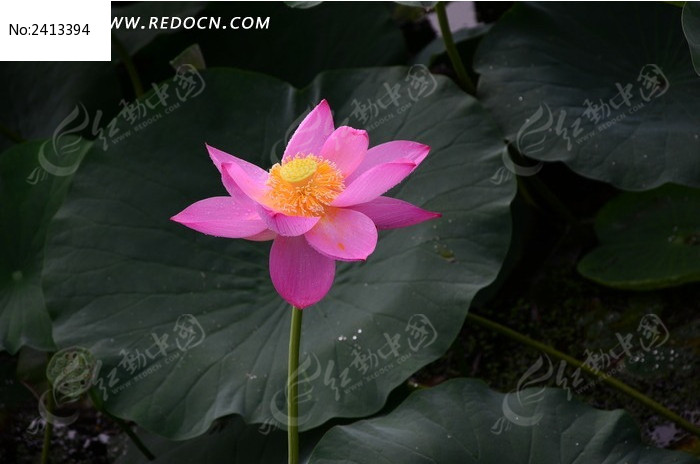 ���޵ĺɻ�ͼƬ